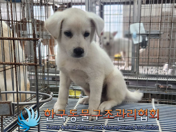 한국동물구조관리협회_441559202300781