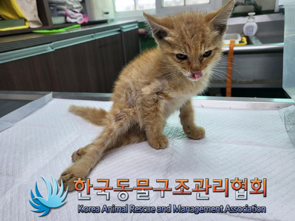 한국동물구조관리협회_441560202300907