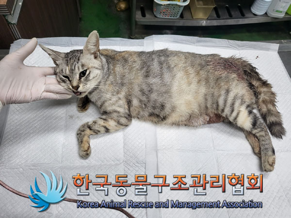 종료(자연사) 믹스…