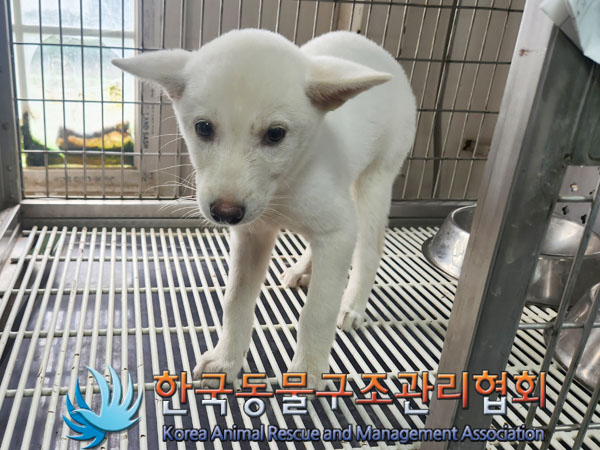 한국동물구조관리협회_441409202301139