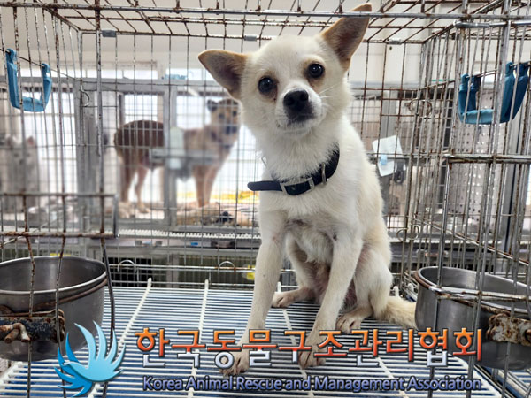 한국동물구조관리협회_441560202300915