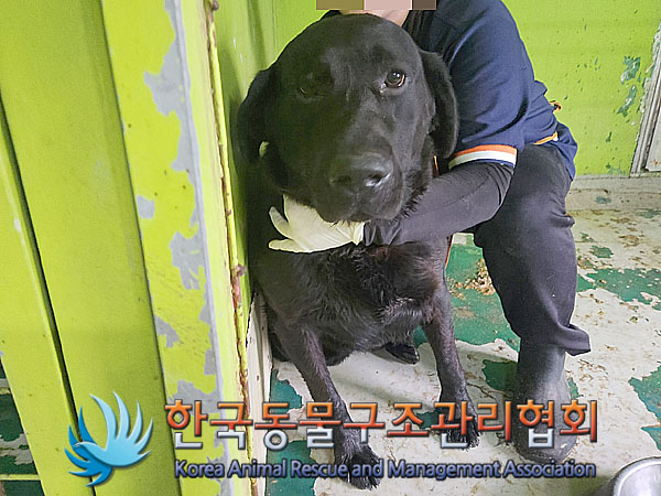 보호중 라브라도 리…