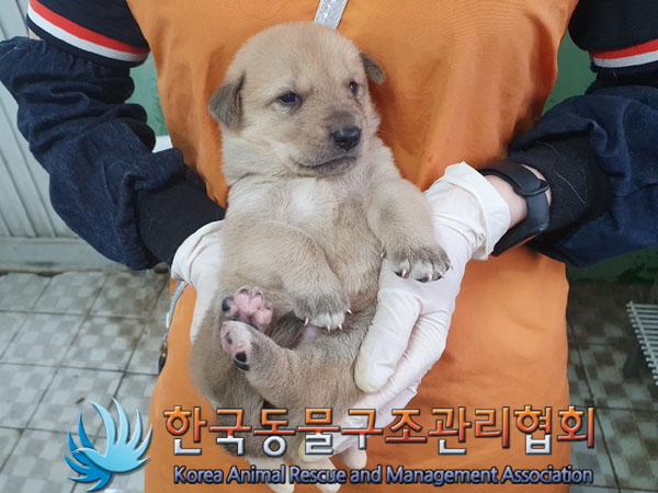 종료(안락사) 믹스…