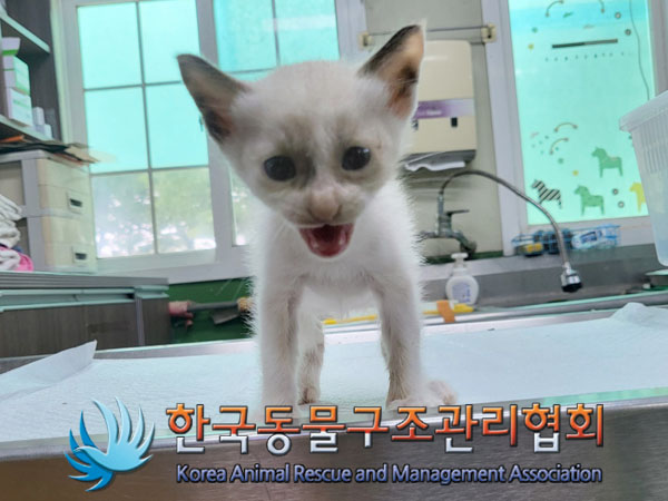 한국동물구조관리협회_441560202300911