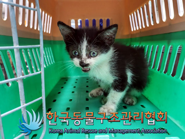 한국동물구조관리협회_411323202300703