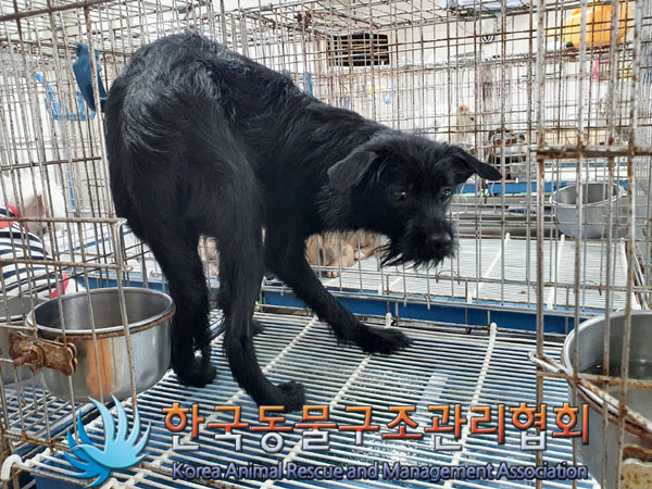한국동물구조관리협회_411310202300312