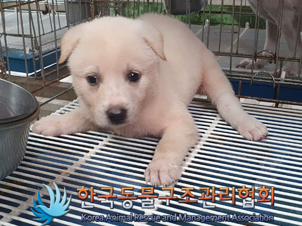 한국동물구조관리협회_441406202301058
