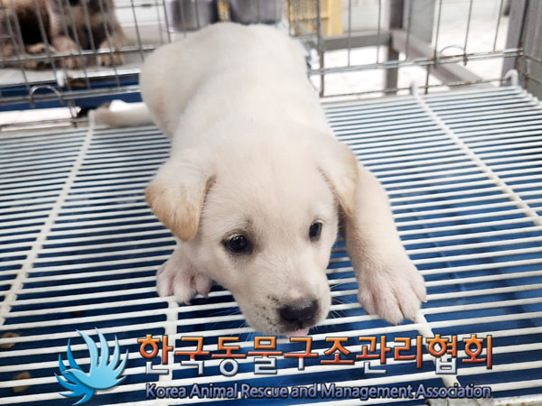 한국동물구조관리협회_441406202301056