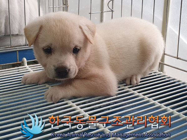 한국동물구조관리협회_441406202301059