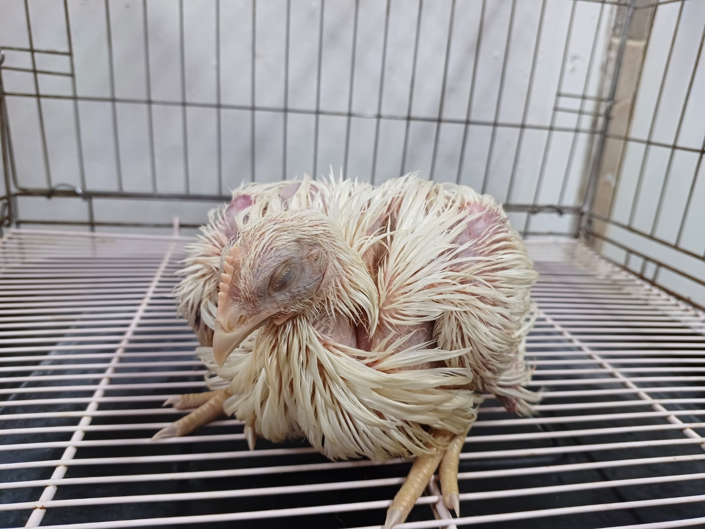 행복한동물병원_445464202302559