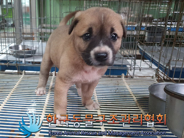 한국동물구조관리협회_441406202301057