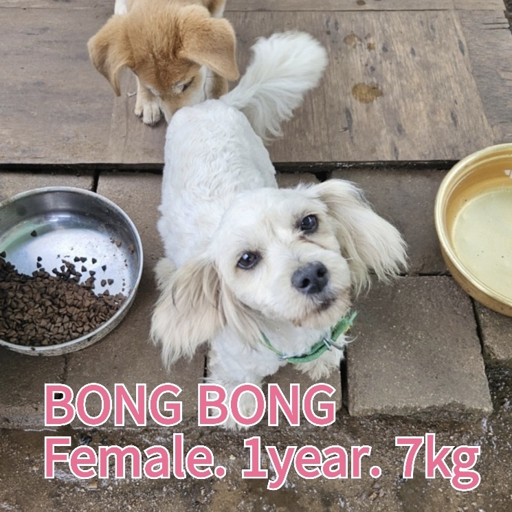 장성군동물보호센터_446498202300338