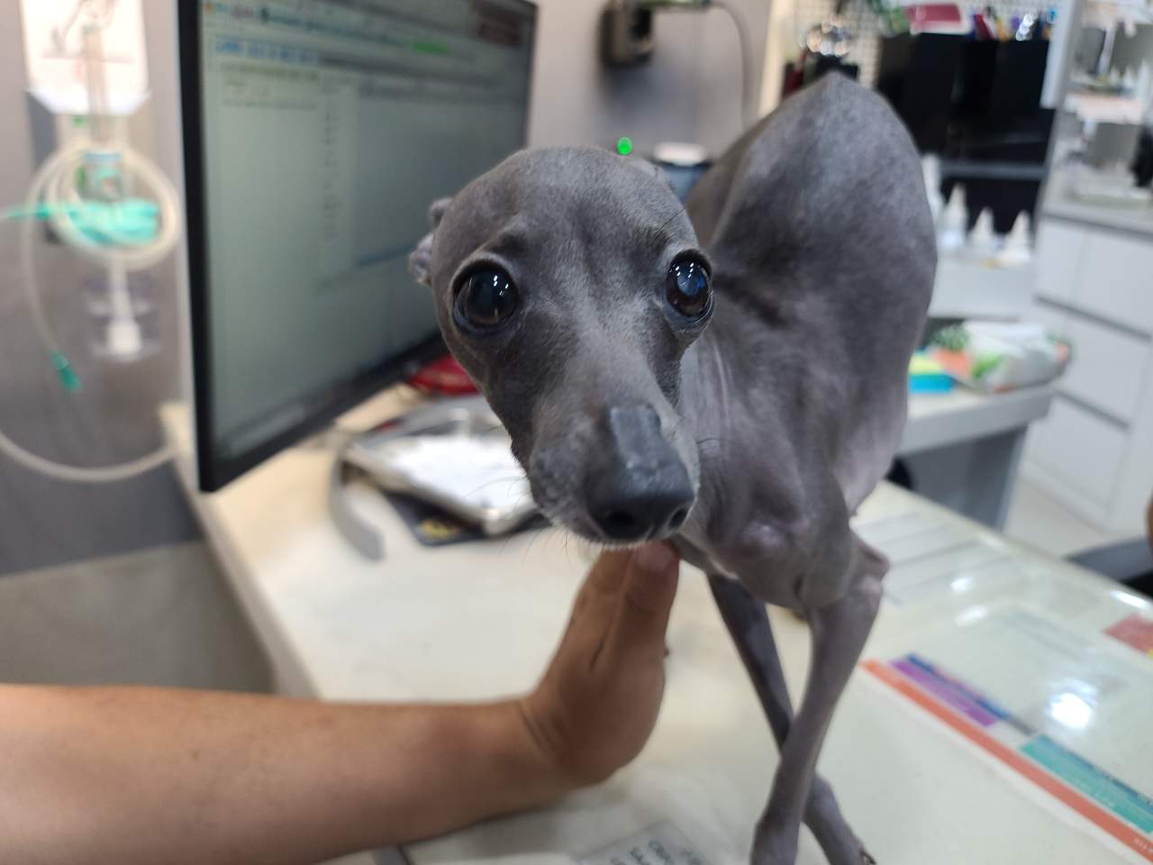 금왕동물병원_443447202300346