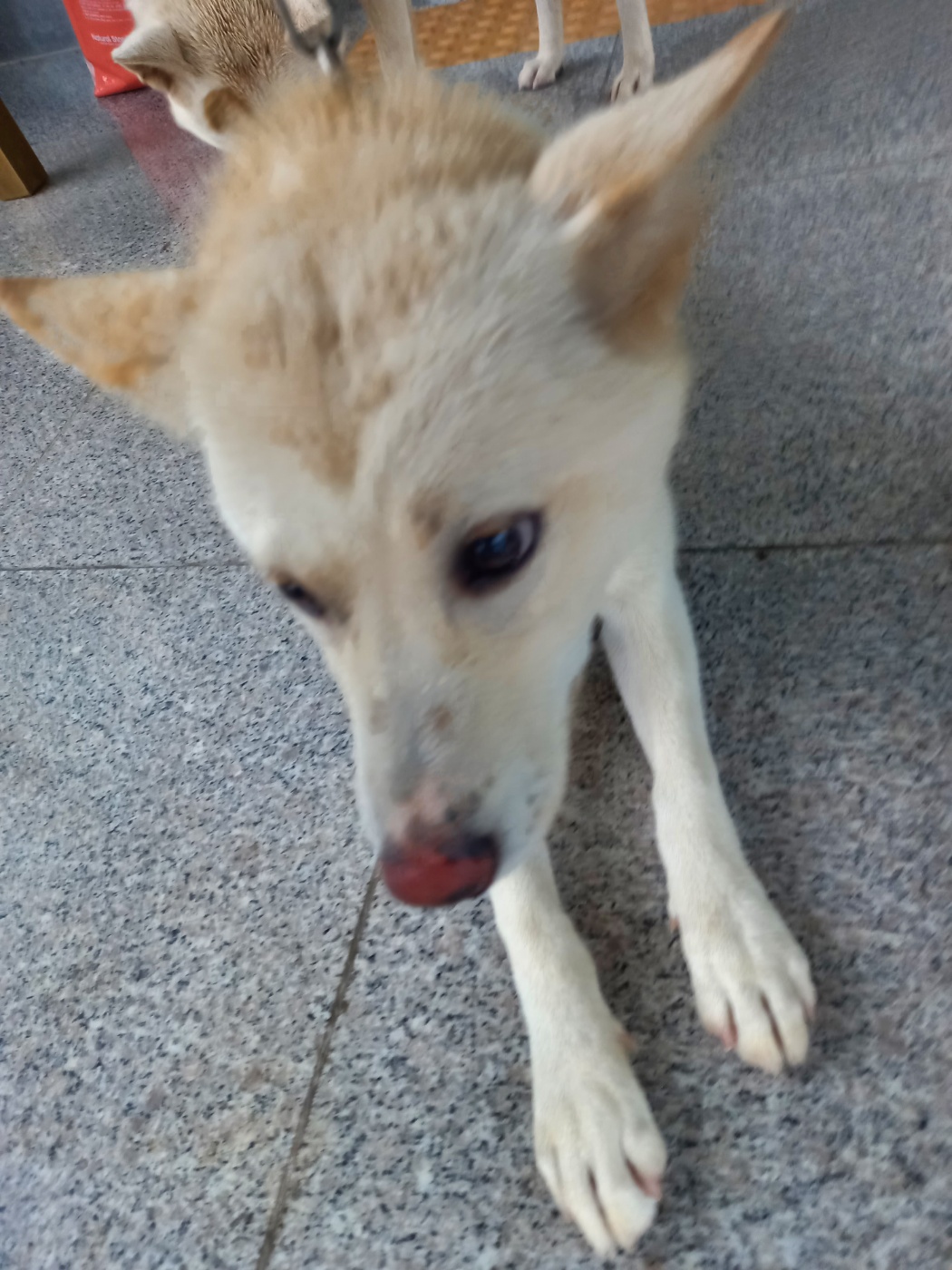 구미시 동물보호센터_447508202300805