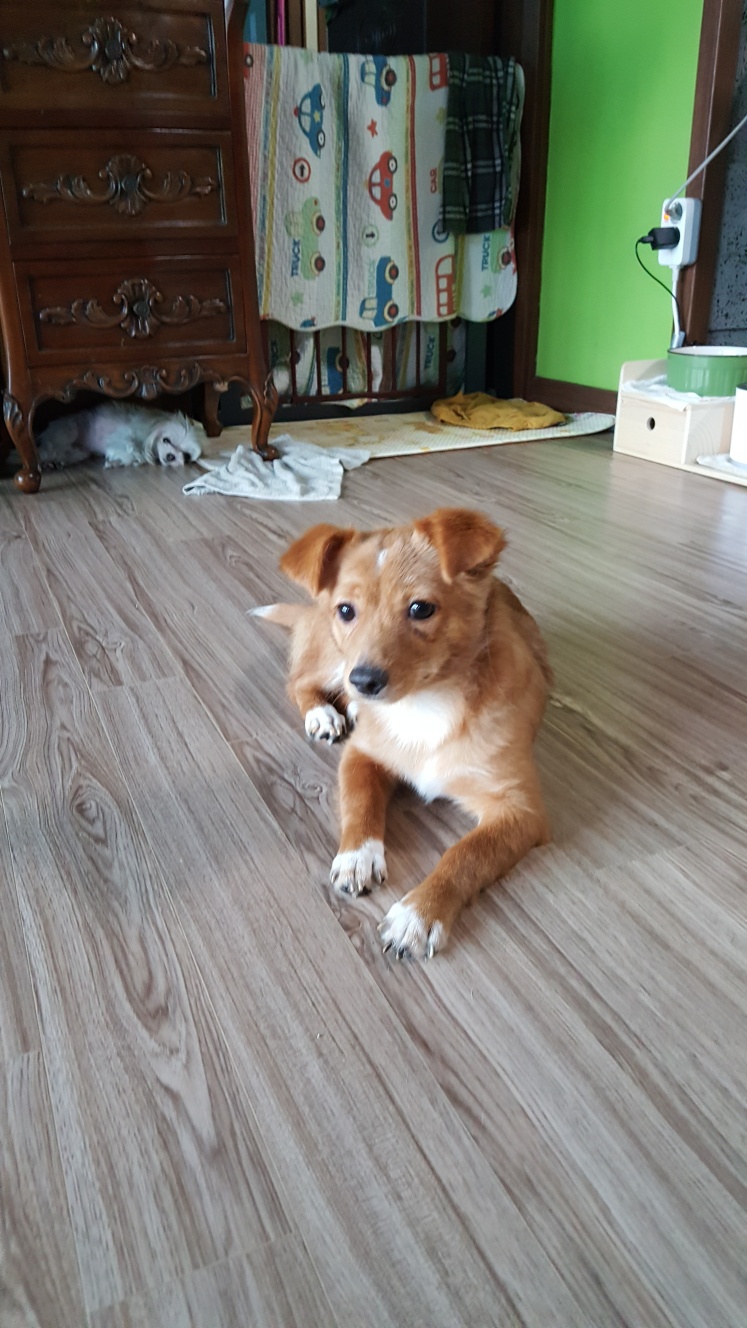우성동물병원_427514202300261
