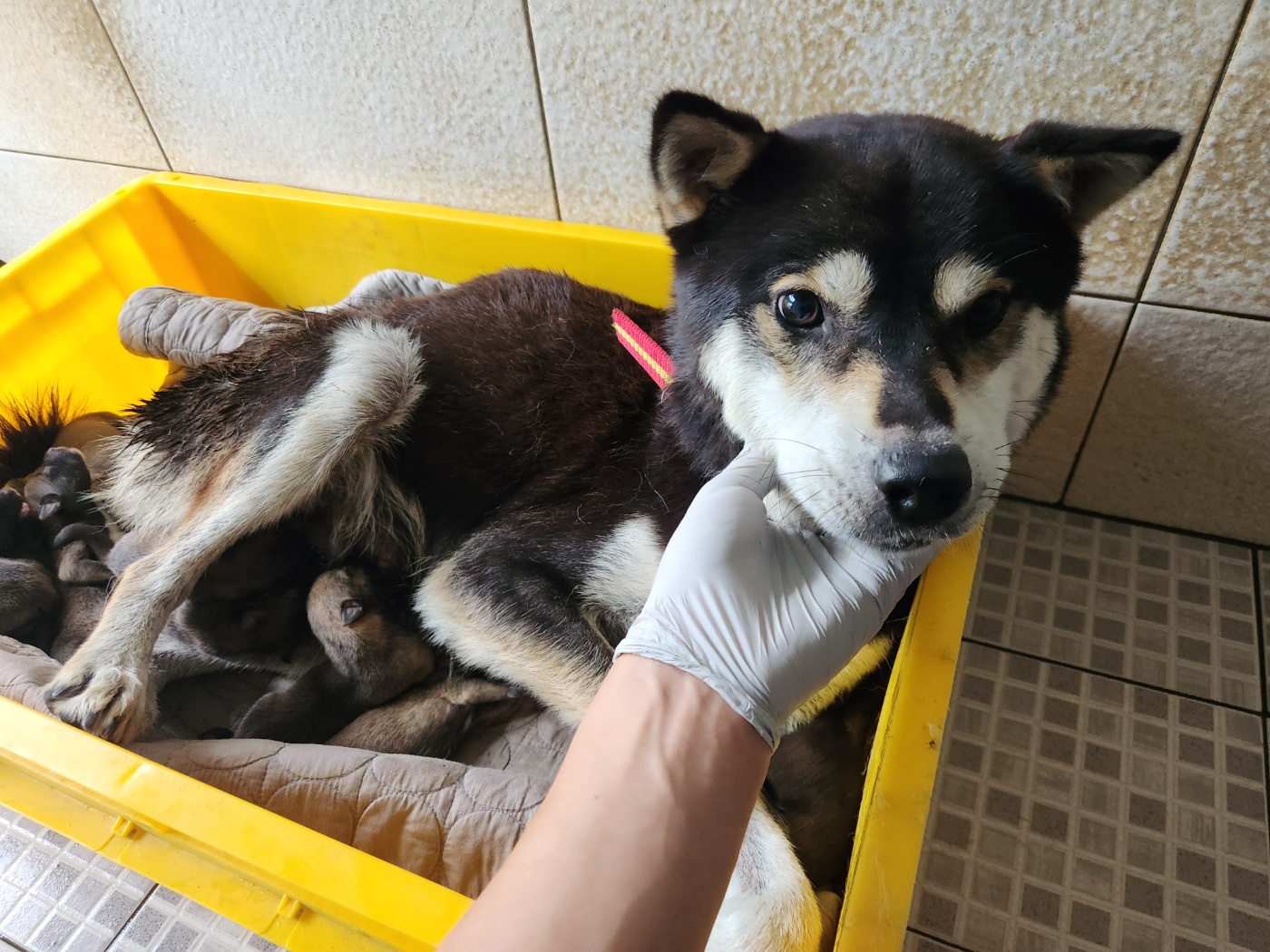 광주 동물보호소_429362202300601