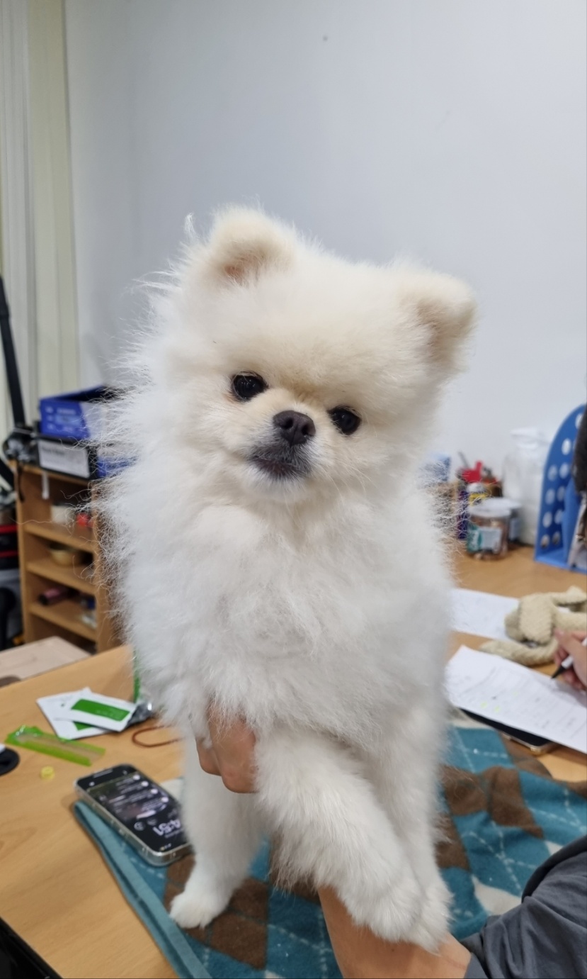 종료(입양) 포메라…