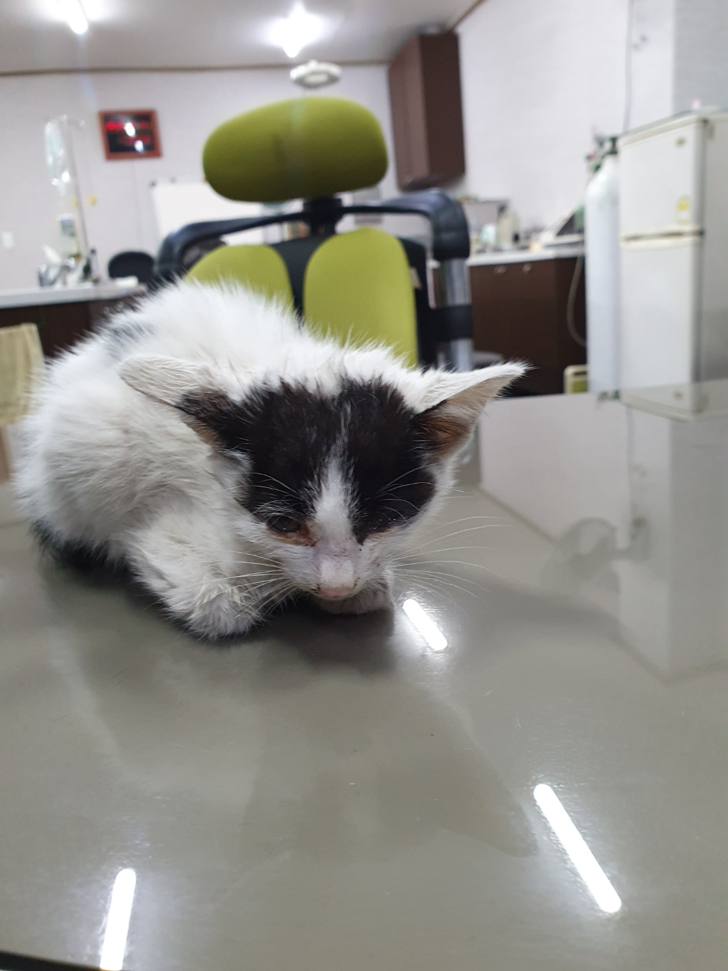 보호중 한국 고양이…