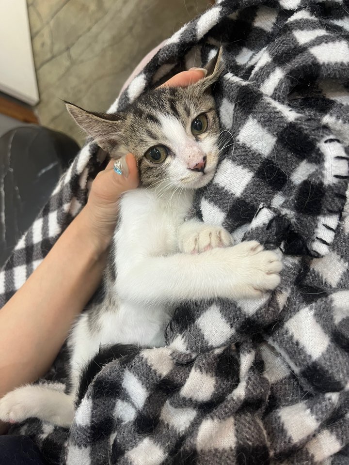 예스동물병원_427346202300850