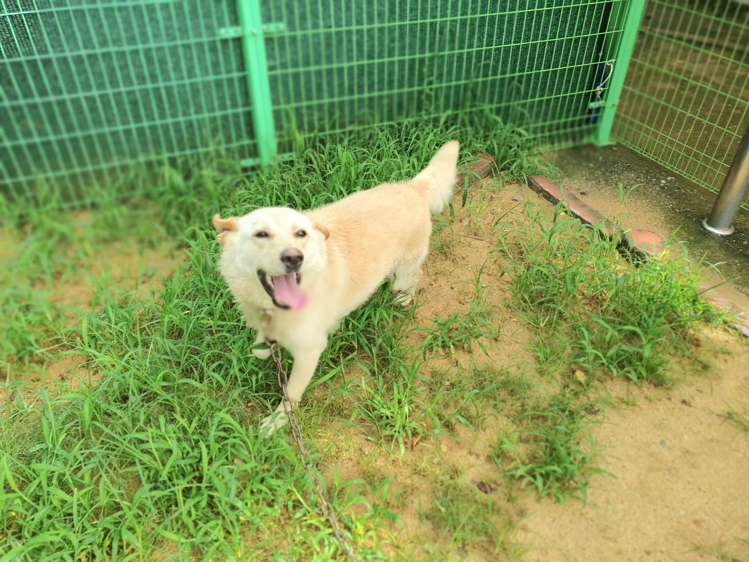 창원유기동물보호소_448567202300945
