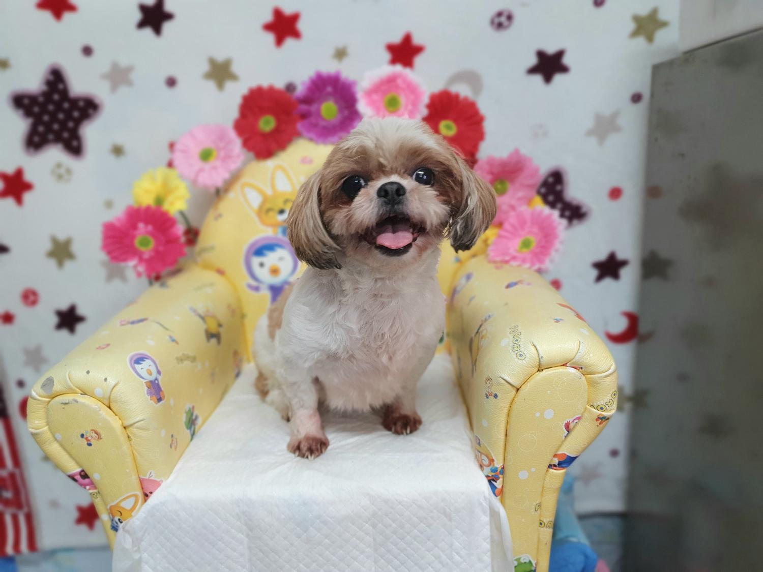 창원유기동물보호소_448567202300944