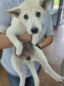 제주 동물보호센터_450650202302462