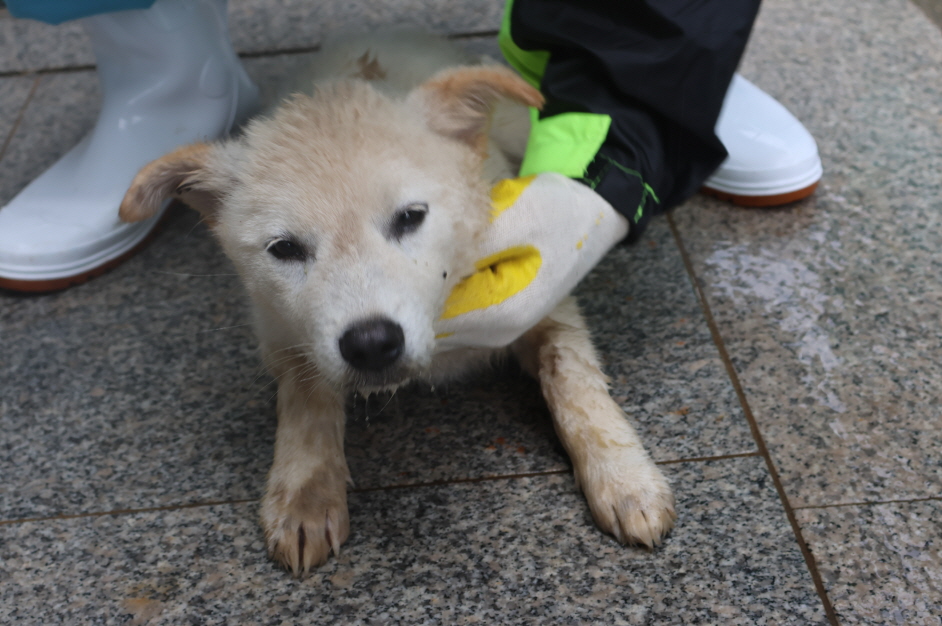 제주 동물보호센터_450650202302463