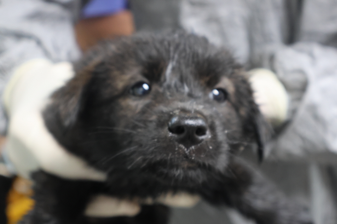 제주 동물보호센터_450650202302481