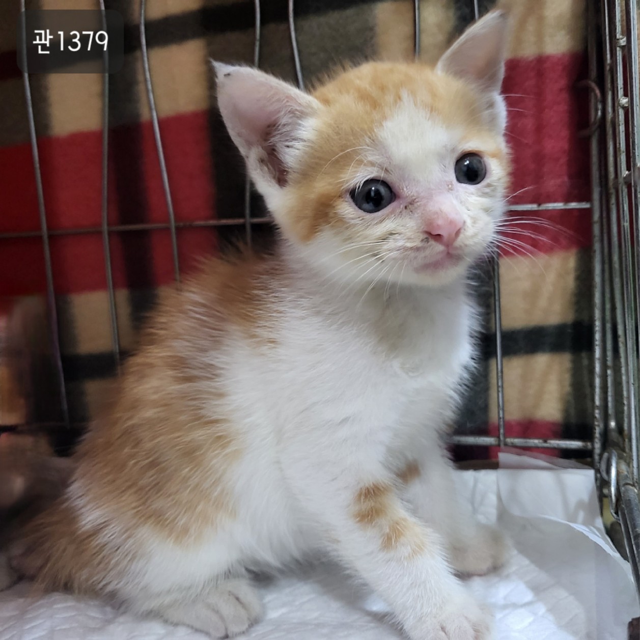 고양시동물보호센터_441394202301379