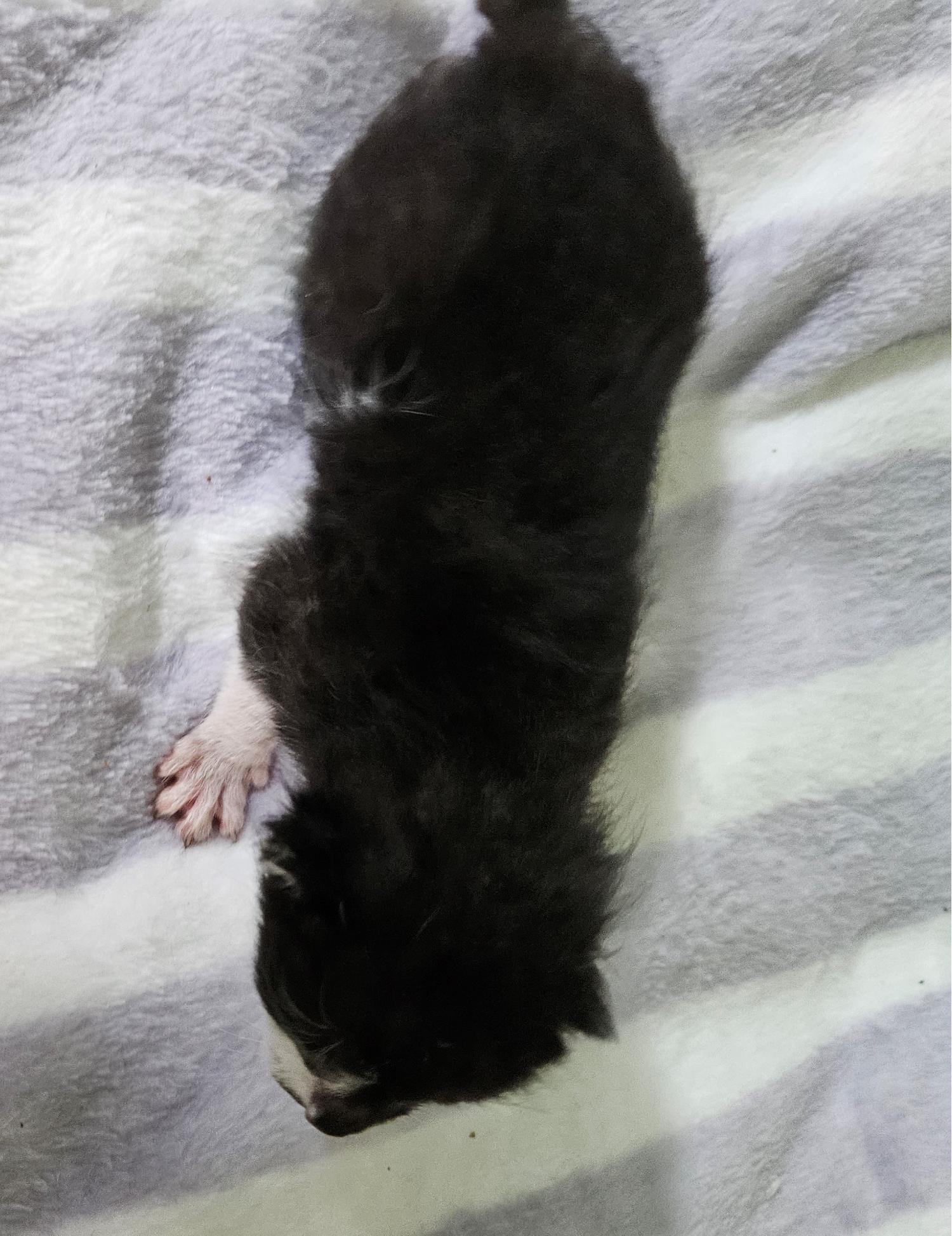 대구유기동물보호협회_427345202300534