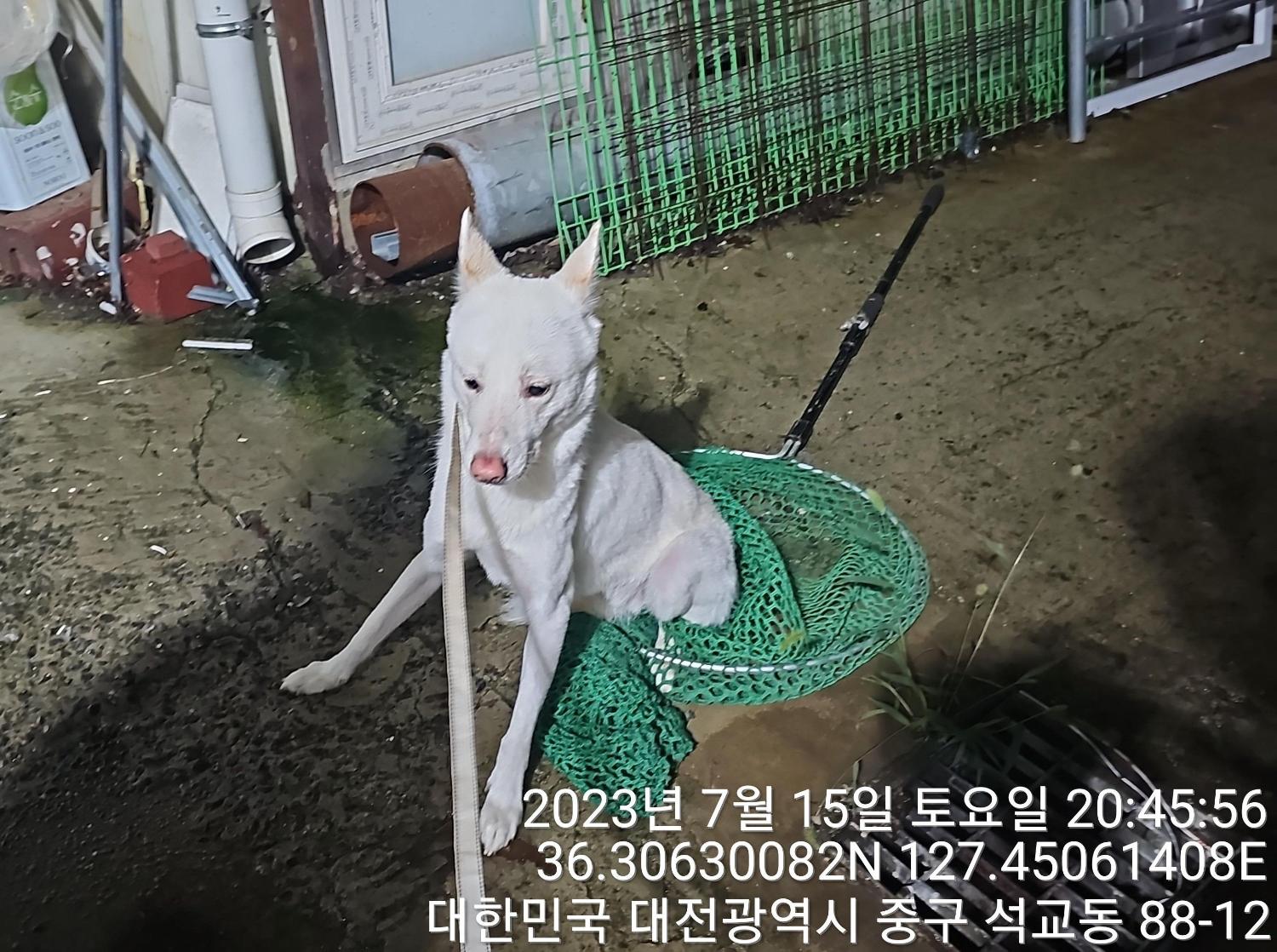 대전동물보호센터_430364202300229