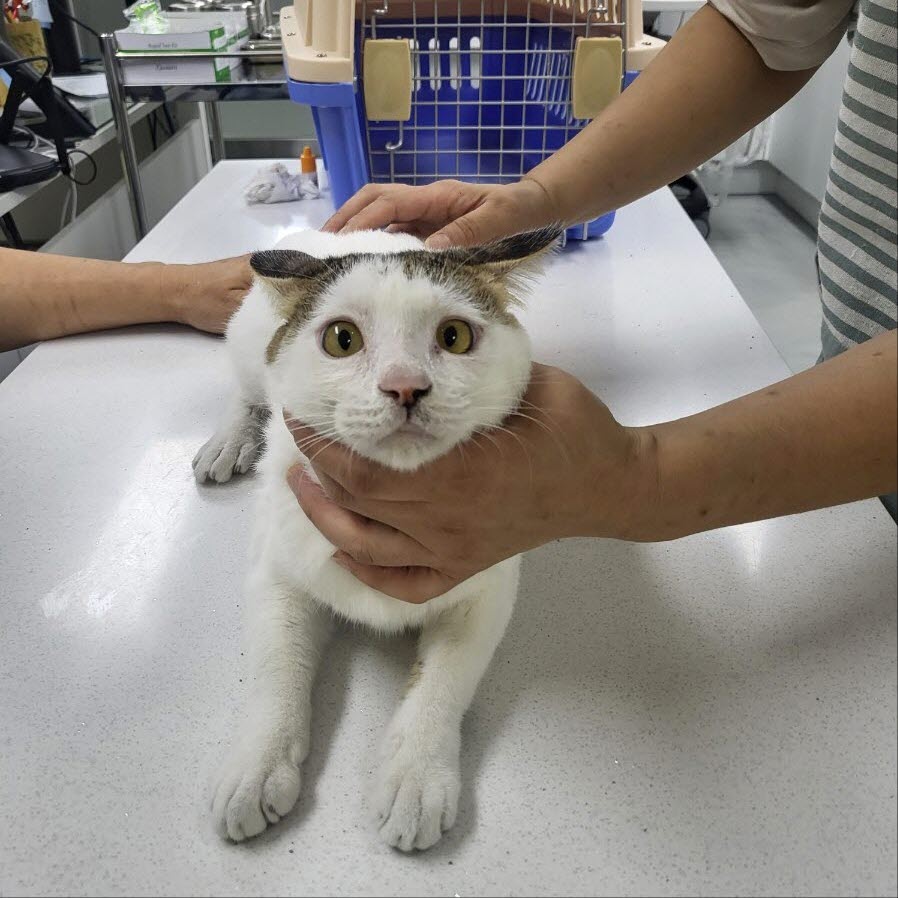 아산동물복지지원센터_444452202301524