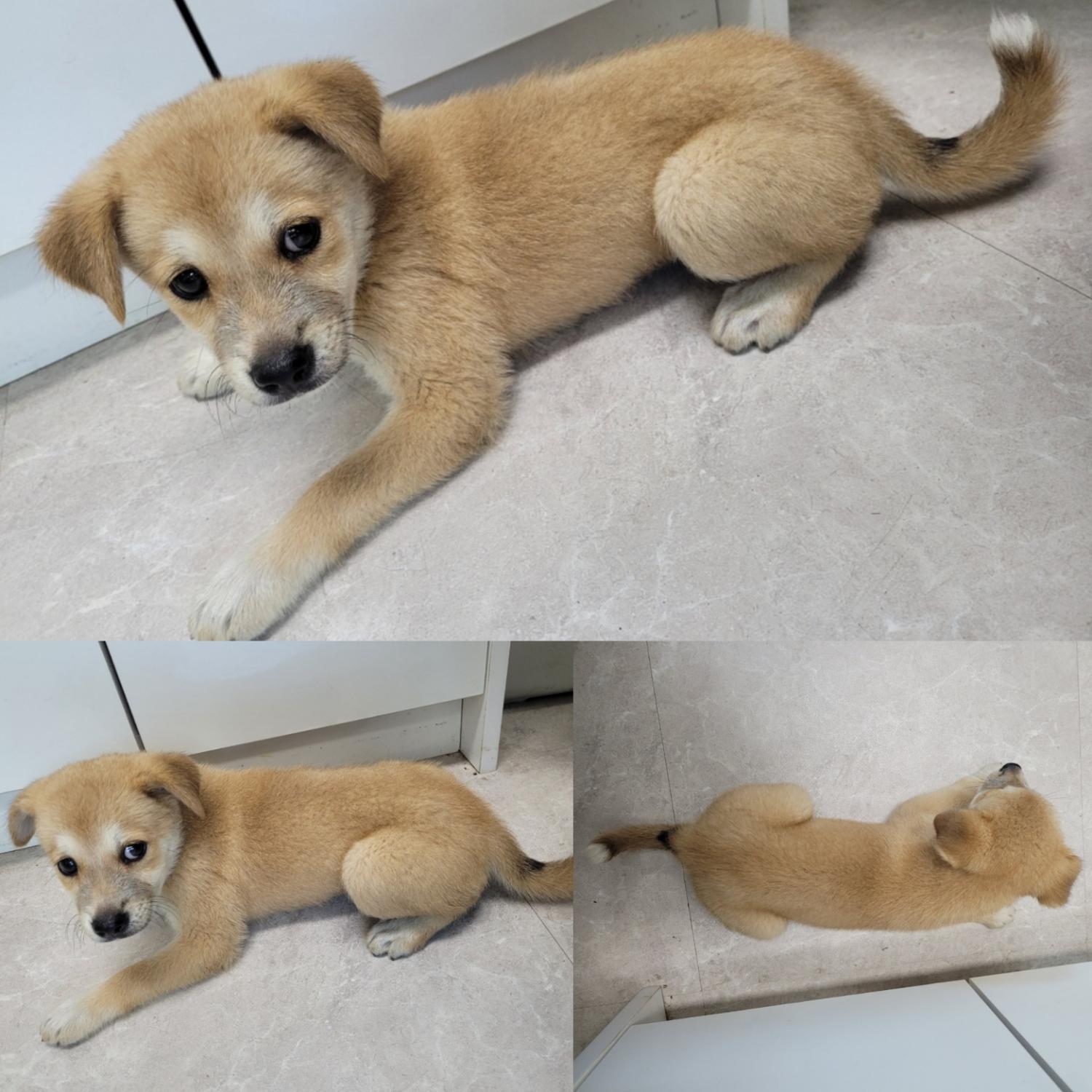 논산시 동물보호센터_444454202300620