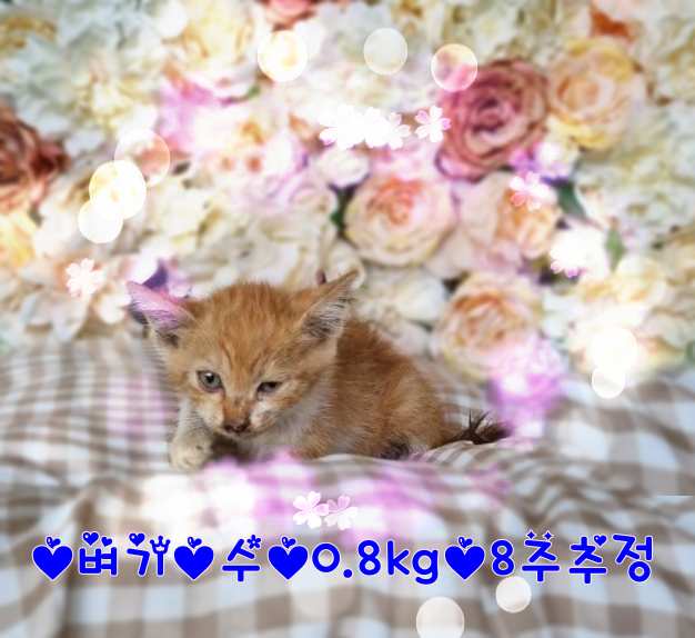 군산유기동물보호센터_445467202301345