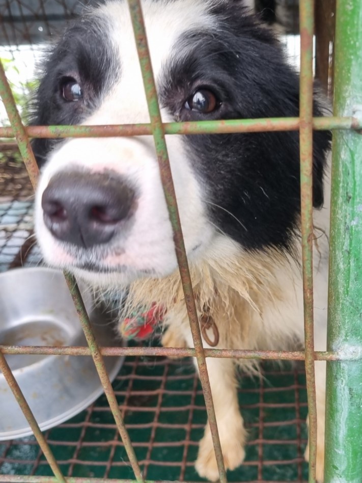 밀양시동물보호센터_448536202301587