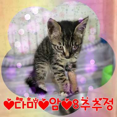 군산유기동물보호센터_445467202301340