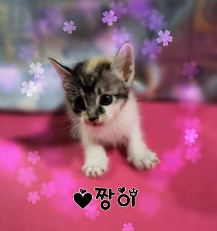 보호중 믹스묘의 가…