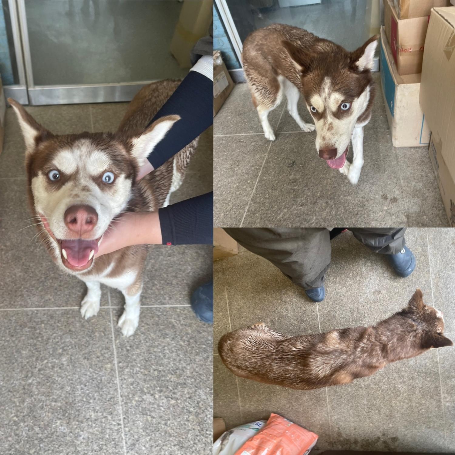 당진시동물보호소_444568202300771