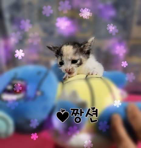 보호중 믹스묘의 가…