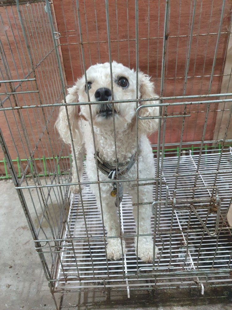 고령군 임시보호소_447520202300272