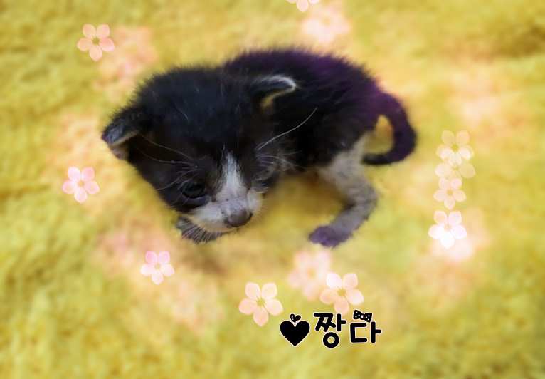 군산유기동물보호센터_445467202301357