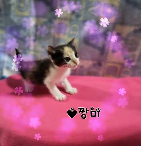 군산유기동물보호센터_445467202301353