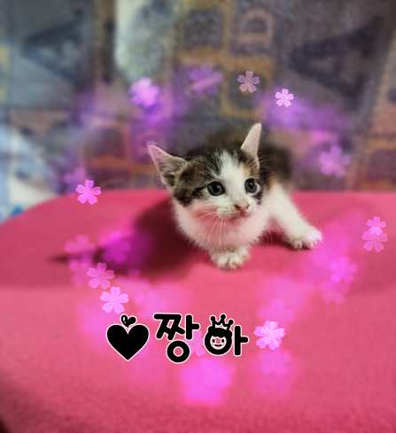 보호중 믹스묘의 가…