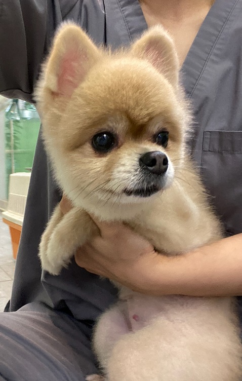 펫앤쉘터동물병원_441378202301308