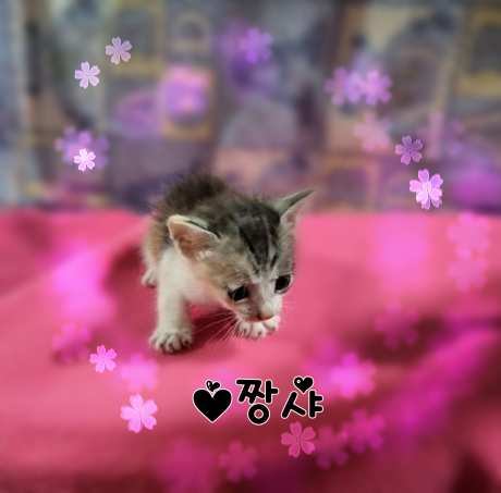 군산유기동물보호센터_445467202301356