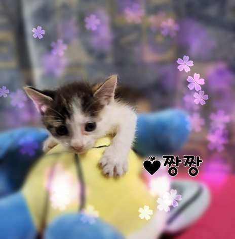 군산유기동물보호센터_445467202301354