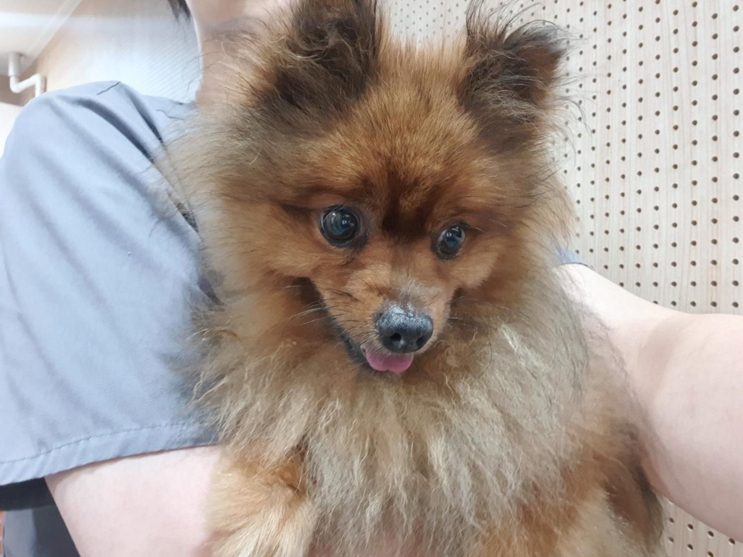 펫앤쉘터동물병원_441378202301306