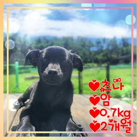 군산유기동물보호센터_445467202301342