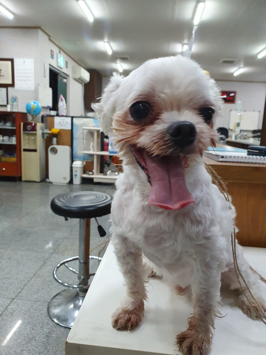 금강동물병원_427346202300856