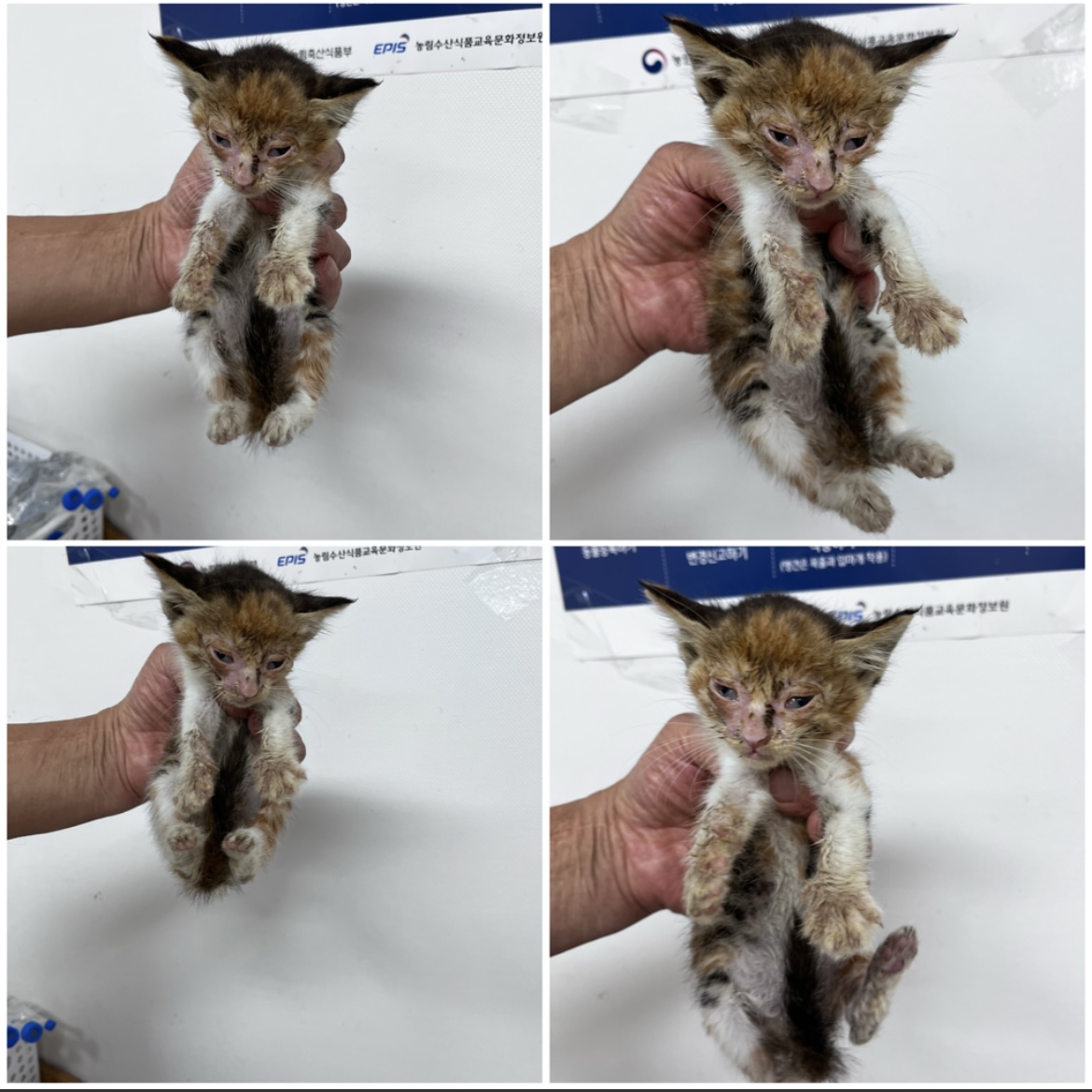 천안시유기동물보호소_444449202301636